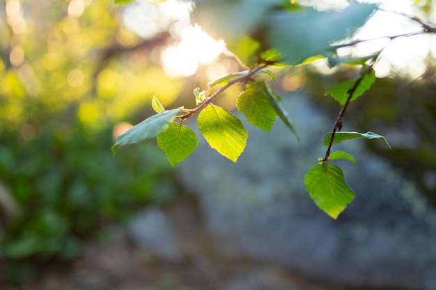 Concept nature vue de feuille verte sur fond de verdure floue dans le jardin et la lumière du soleil