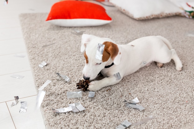 Concept de Noël et d'animal familier - Jack russell terrier chiot grignote un sapin.