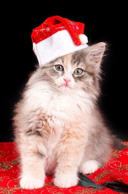 Le concept de la nouvelle année est le chaton calico.