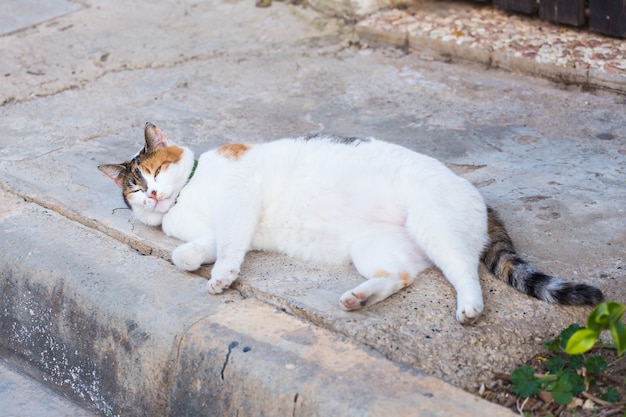 Concept d'obésité - gros chat paresseux blanc dans la rue.