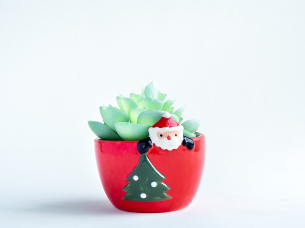 Concept d'objet de Noël, plante succulente verte en pot de Santa Claus mignon rouge avec arbre de Noël