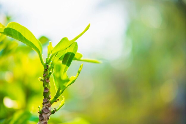 Concept de papier peint frais à feuilles vertes de nature en gros plan