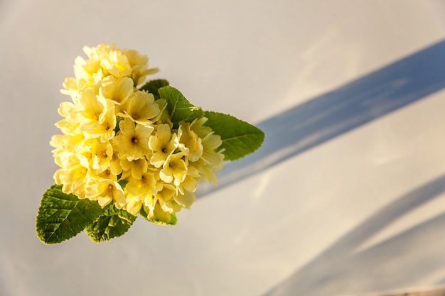 Concept de Pâques. Bouquet de primevère Primula avec des fleurs jaunes dans un vase en verre