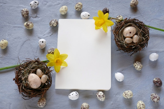 Concept de Pâques Oeufs de caille de Pâques décoratifs et fleurs de jonquilles jaunes sur fond gris vue de dessus, copie espace.