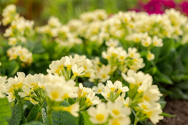 Concept de Pâques primevère primevère avec des fleurs jaunes dans un parterre de fleurs au printemps natura inspirante