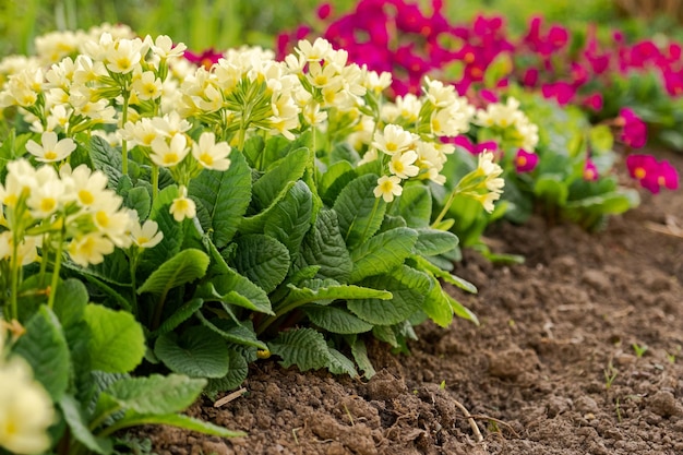 Concept de Pâques primevère primevère avec des fleurs jaunes dans un parterre de fleurs au printemps natura inspirante