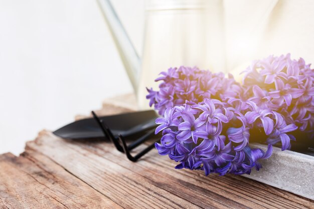 Concept de passe-temps de jardinage. Fleur de jacinthe, petite fourche de jardin ou râteau et pelle, arrosoir en métal sur fond de bois