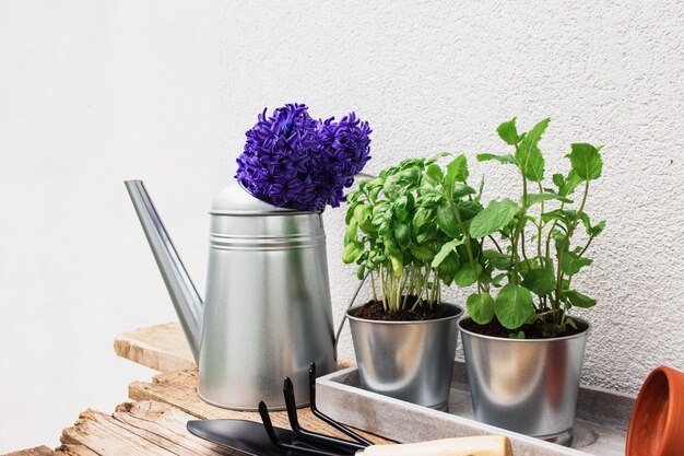 Concept de passe-temps de jardinage, jacinthe bleu violet, herbes de menthe verte et de basilic dans un pot en métal, petite fourche de jardin ou râteau et pelle, gants, pot en céramique, arrosoir sur une vieille table en bois, plateau en béton