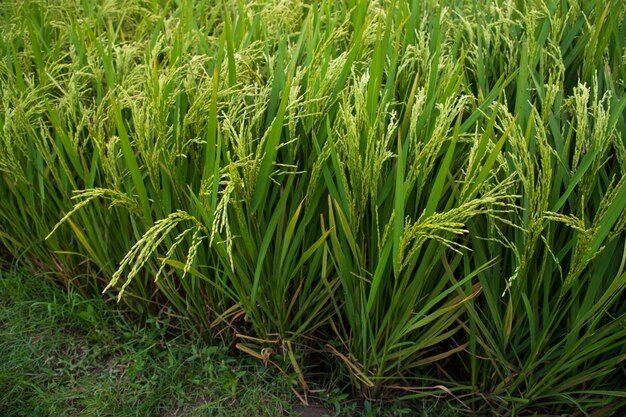 Concept de paysage d'agriculture de rizière à grains naturels