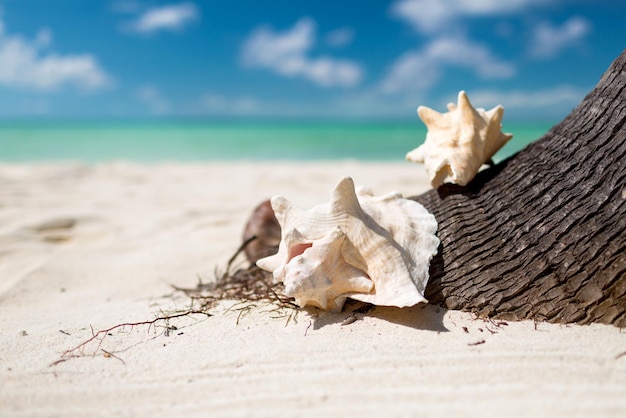 concept de plage, d'été et de vacances - gros plan de coquillage sur la plage tropicale