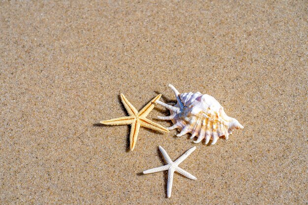 Photo concept de plage ou de mer d'été