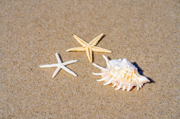 Concept de plage ou de mer d'été