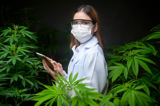 Concept de plantation de cannabis à des fins médicales, un scientifique utilisant une tablette pour collecter des données sur une ferme intérieure de cannabis