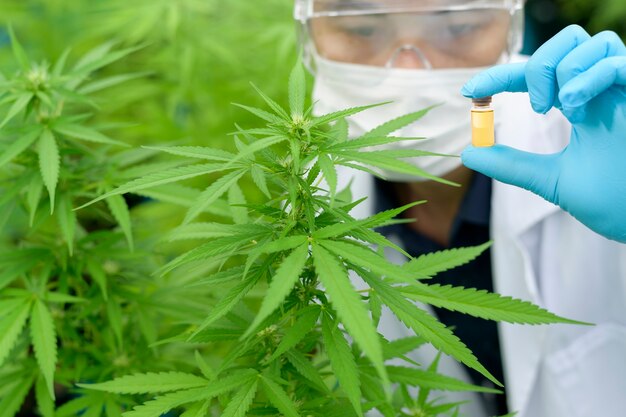 Concept de plantation de cannabis à des fins médicales