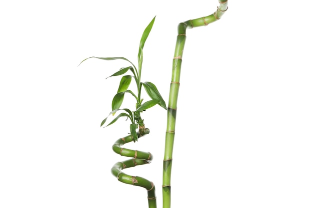 Concept de plante de bambou isolé sur fond blanc