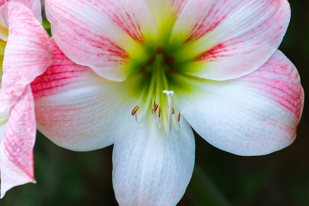 concept de Plantes à fleurs Plantes ornementales