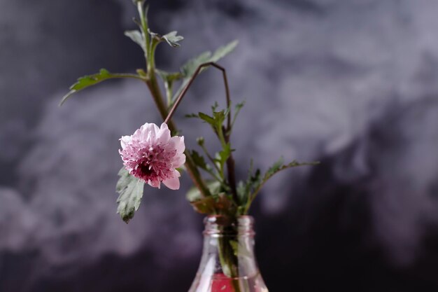 Photo concept de pollution avec plante étouffée