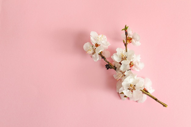 Concept de printemps. Une branche d'abricot sur fond rose.