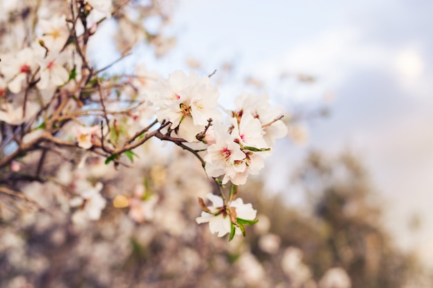 Concept de printemps. Fleurs d'amande.