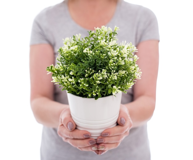 Concept de printemps - gros plan d'une plante en pot dans les mains des femmes isolées sur fond blanc