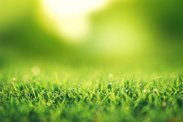 Concept de printemps et de la nature, champ d'herbe verte agrandi avec parc flou et soleil.