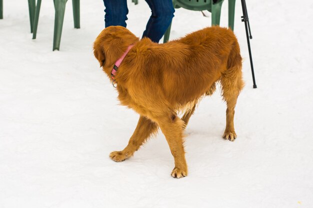 Concept de propriétaire d'animal de compagnie, de chien et de personnes - Jeune homme caucasien souriant et chien en plein air en hiver.
