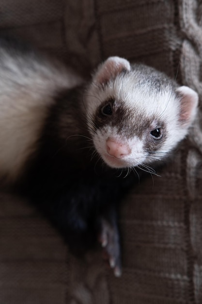 Concept de recherche de furet domestique Concept de soins pour animaux exotiques Isolé sur fond