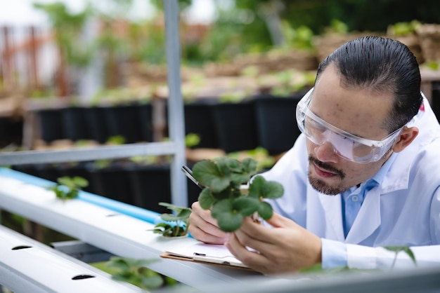 Concept de recherche scientifique en biologie de la médecine des plantes champ de laboratoire de technologie agricole en plein air