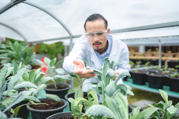 Concept de recherche scientifique en biologie de la médecine des plantes champ de laboratoire de technologie agricole en plein air
