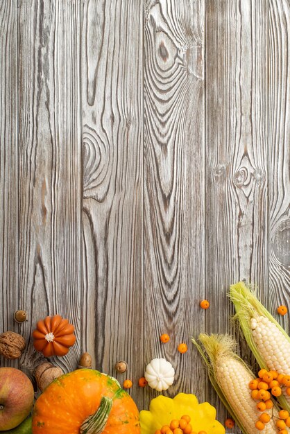 Concept de récolte d'automne Vue de dessus photo verticale de légumes frais citrouilles pattypan courge maïs pomme baies de rowan noix et glands sur fond de bureau en bois gris isolé avec fond