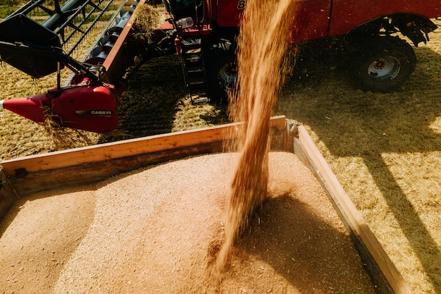 Le concept de récolte de blé combine le chargement de grains de blé dans une remorque de camion en gros plan