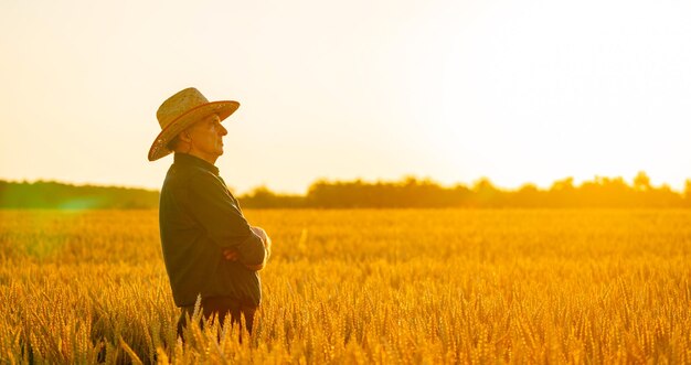 Concept de récolte Coucher de soleil sur le champ de blé Épis de blé jaune autour de l'agriculteur en chapeau Gros plan nature photo Idée d'une riche récolte