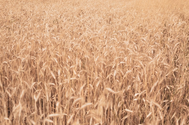 Concept de récolte de fond de texture de champ de blé doré
