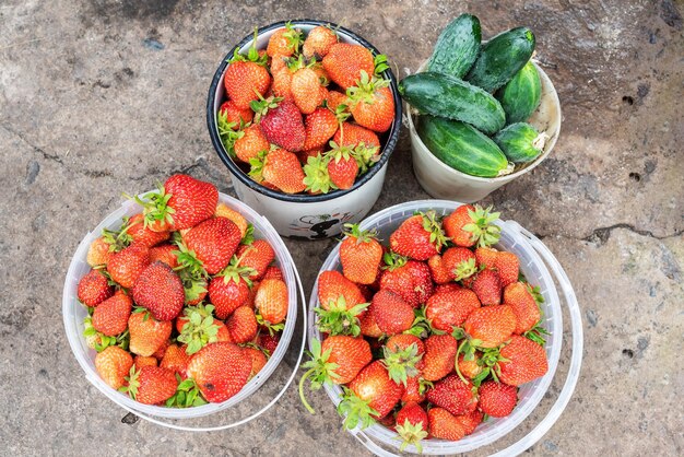 Concept de récolte de fraises ensoleillées en plein air Fraise bio écologique fraîche Nouvelle boîte de récolte de fraise sucrée rouge mûre Maison entreprise maison maison entreprise saisonnière