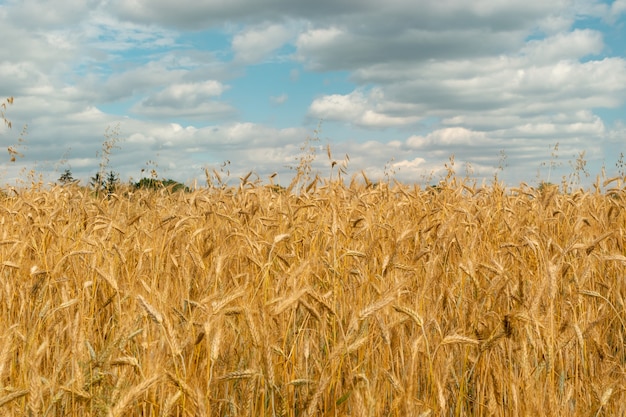 Concept de récolte de paysage de champ de blé doré