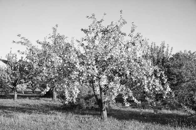 Concept de récolte de pommes Apple jardin nature fond journée d'automne ensoleillée Jardinage et récolte Automne pommes fruits biologiques naturels Pommier avec des fruits mûrs sur les branches