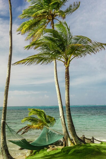 Concept relaxant, belle plage tropicale avec hamac sur palmiers