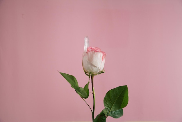 Concept de rose avec de la boue transparente