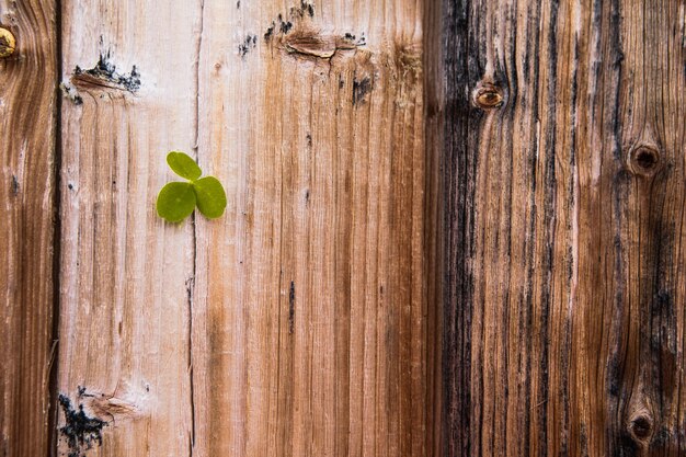 Concept de la Saint-Patrick - trèfle sur des planches de bois