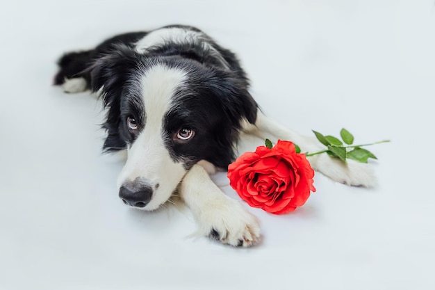 Concept de la Saint-Valentin. Portrait drôle mignon chiot border collie couché avec fleur rose rouge isolé sur fond blanc. Beau chien amoureux le jour de la Saint-Valentin donne un cadeau.