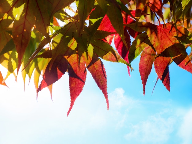 Photo concept de la saison d'automne et d'automne, regardez au-dessus du ciel tiré