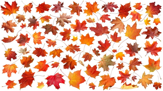 Concept de saison d'automne avec de nombreuses feuilles d'automne isolées d'érable