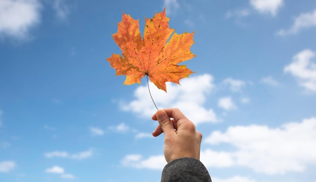 concept de saison, de nature et de personnes - gros plan sur une main de femme tenant une feuille d'érable d'automne sur fond bleu ciel et nuages