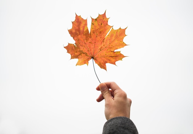 concept de saison, de nature et de personnes - gros plan d'une main de femme tenant des feuilles d'érable d'automne sur blanc