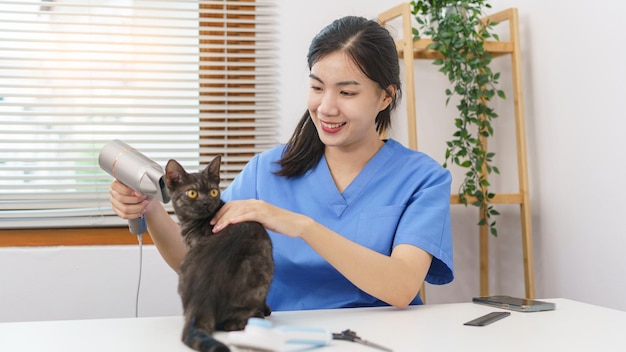 Concept de salon pour animaux de compagnie Femme vétérinaire utilisant un sèche-cheveux sur le chat dans le salon