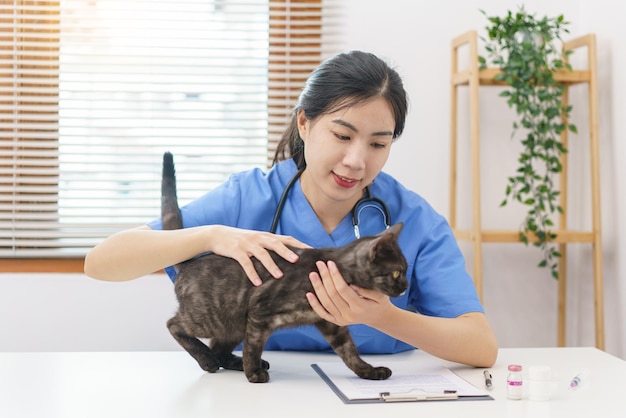 Concept de soins pour animaux de compagnie Vétérinaire femelle jouant et caressant la fourrure de chat après avoir examiné le chat de santé