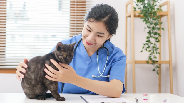 Concept de soins pour animaux de compagnie Vétérinaire femelle jouant et caressant la fourrure de chat après avoir examiné le chat de santé