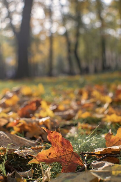 Concept de solitude - Mise au point sélective de feuilles d'érable automne-automne