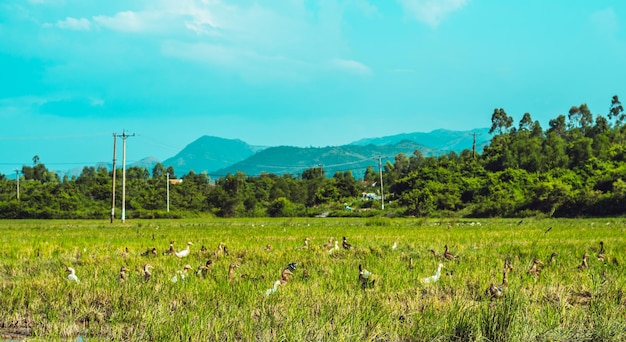 Concept de temps calme beauté panorama paisible été soleil paysage paysage montagnes boisées fond canard nageant sur le lac d'eau bleue vue de dessus environnement naturel animal conception de papier peint