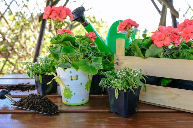 Concept de travaux de jardin planter des fleurs dans un belvédère de jardin